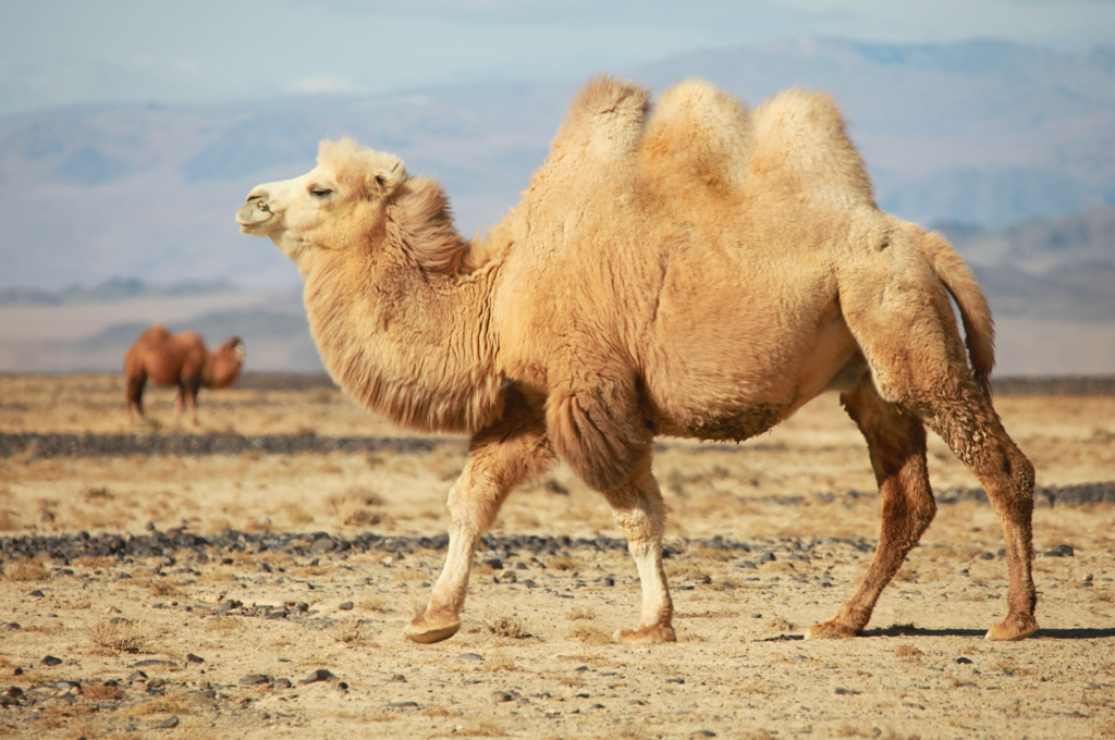 Kafka, Camel, ActiveMQ