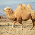 Kafka, Camel, ActiveMQ